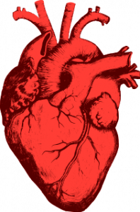 coeur-humain