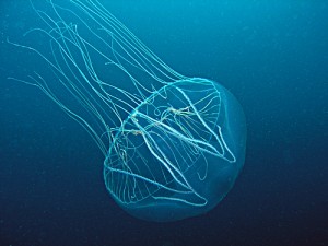 meduse meduse