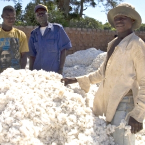 coton-comestible coton-comestible