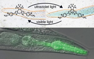 SFUverslumiere