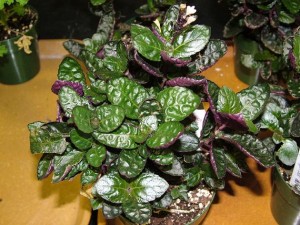 hemigraphis