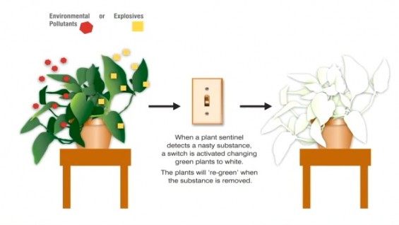 plantes