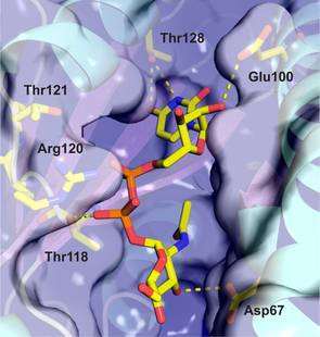 toxineantitoxine