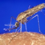 Un vaccin contre la malaria ?