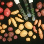 Des améliorations pour les patates de demain