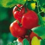 Des tomates qui produisent un vaccin contre Alzheimer