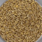 Fini le blé, vive le tritordeum !