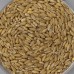 Fini le blé, vive le tritordeum !