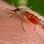 Utiliser les moustiques pour vacciner ?