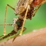 Vers un vaccin contre le paludisme