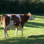 Se chauffer à base de bœuf ? En Suède, oui …